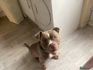 Mixed Breed dogs Blue - Advert 5