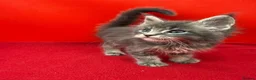 Maine Coon cats for sale:     Health Tested TICA Reg Maine Coon Kittens  - Advert 9