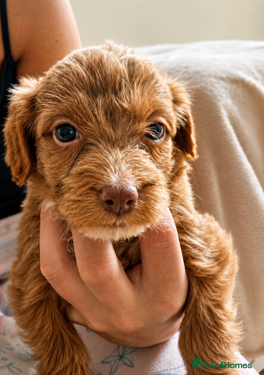 Cockapoo dogs 🐶 Adorable F1 Cockapoo Puppies for Sale! 🐶 - Advert 1