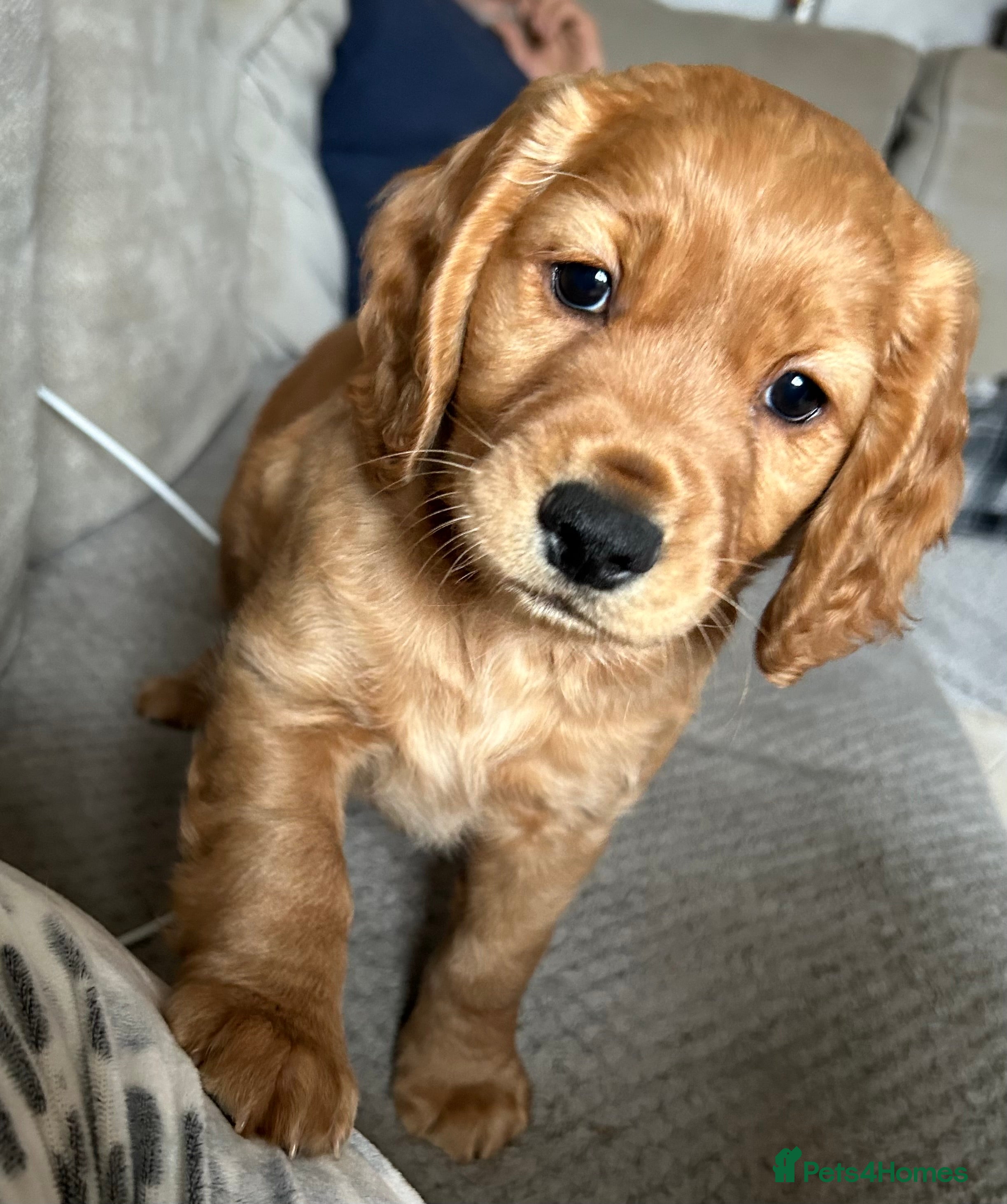 Cockapoo dogs 🐾🐶stunning f1 cockapoo pups for sale🐶🐾  - Advert 7