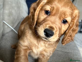 Cockapoo dogs 🐾🐶stunning f1 cockapoo pups for sale🐶🐾 - Advert 7