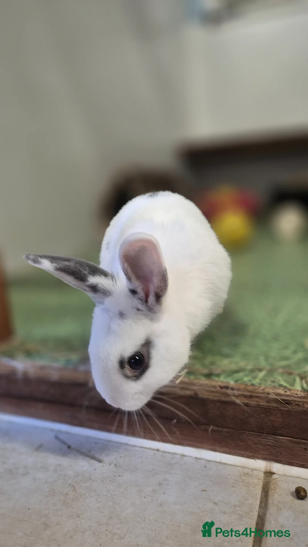 Mixed Breed rabbits for sale: Woody Nethie x English Spot - Advert 3