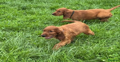 Irish Setter dogs - Advert 13