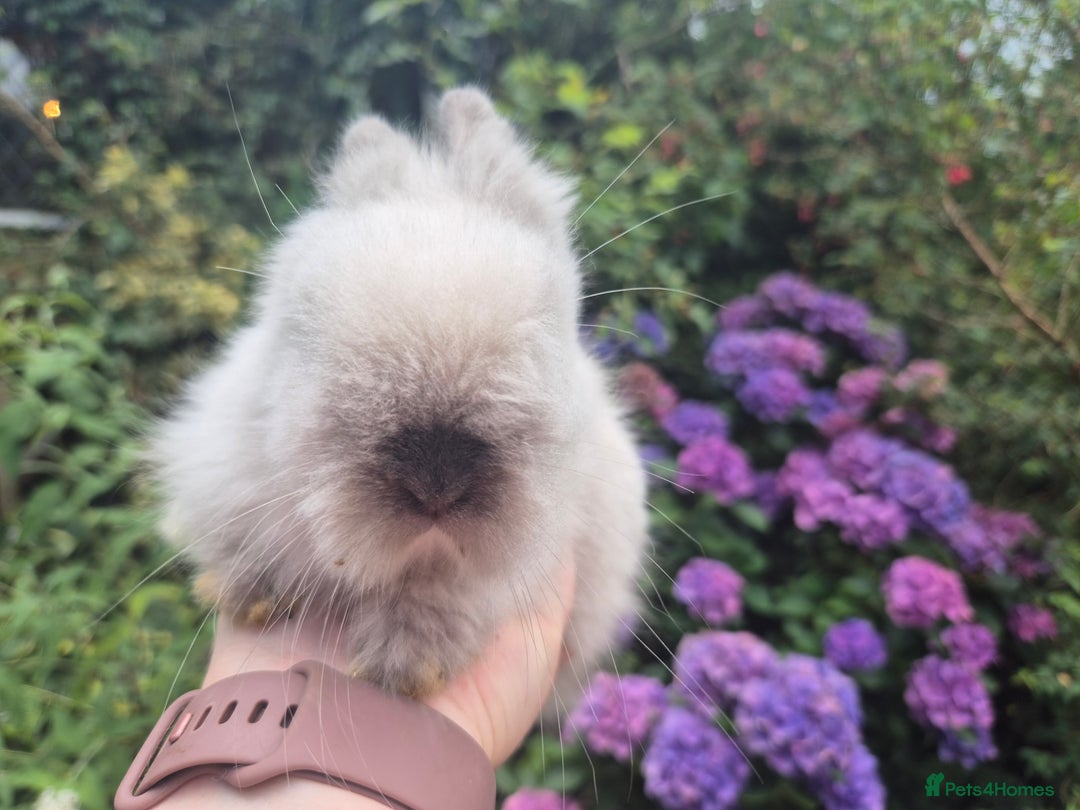 Angora rabbits for sale: 🧡Teddydwerg babies- Imported parents🧡 - Image 6