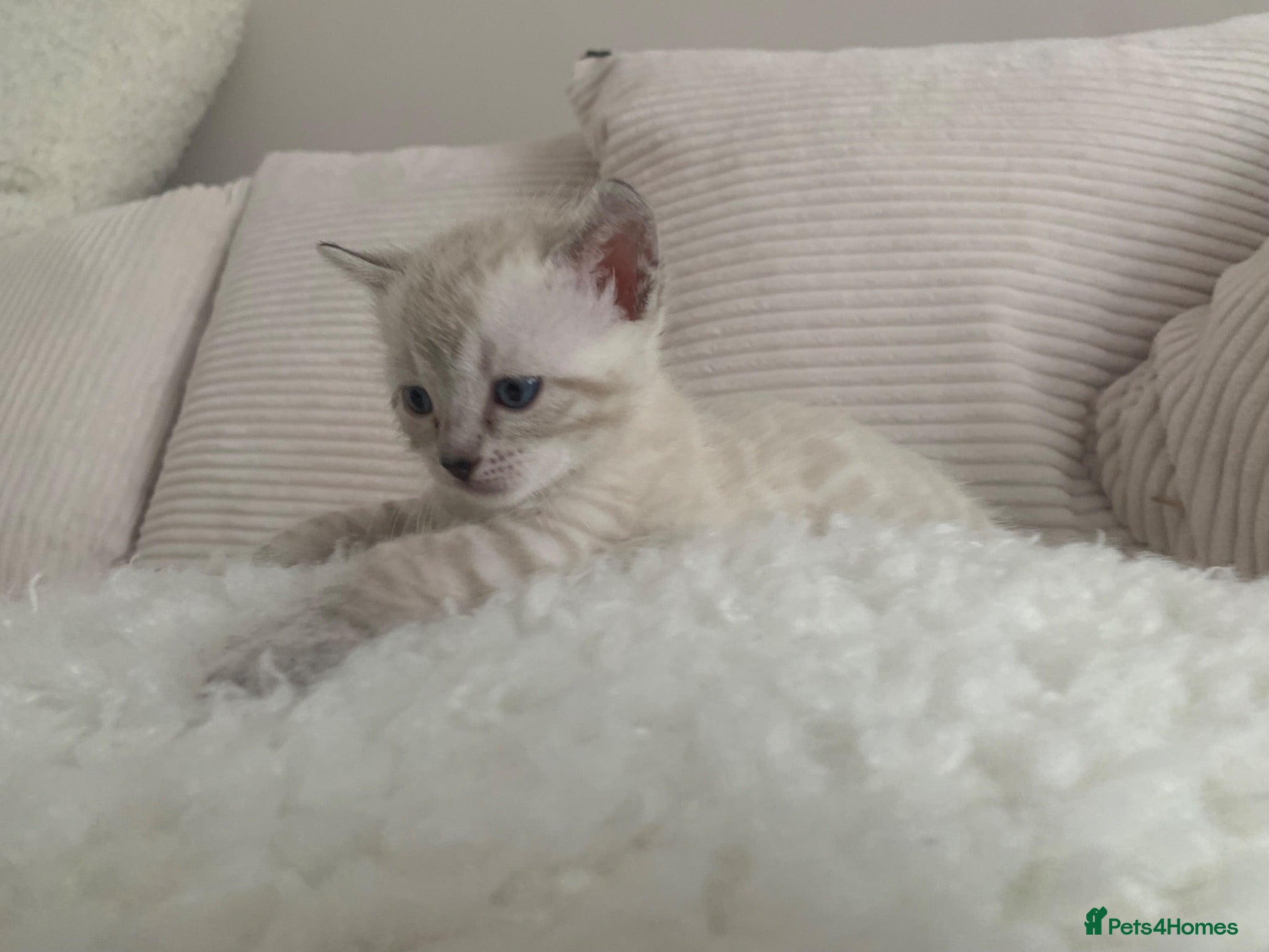 Bengal cats 🏆Tica Active Seal Siver Lynx Pedigree Bengal🏆🎉 - Advert 1