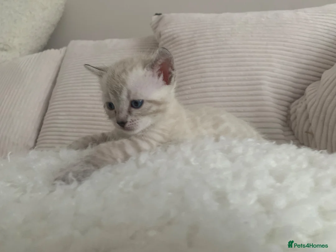Bengal cats for sale: 🏆Tica Active Seal Siver Lynx Pedigree Bengal🏆🎉 in Birmingham - Advert 1