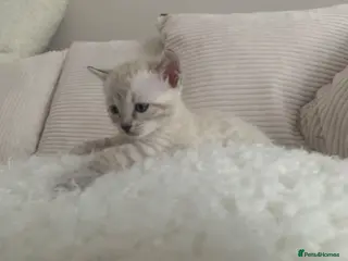 Bengal cats 🏆Tica Active Seal Siver Lynx Pedigree Bengal🏆🎉 - Advert 1