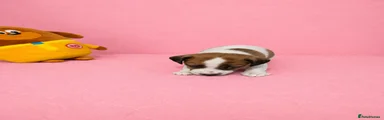 Jack Russell Puppy 5