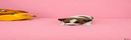 Jack Russell dogs for sale: Gorgeous Jack Russell Puppys🐶✨ - Advert 9