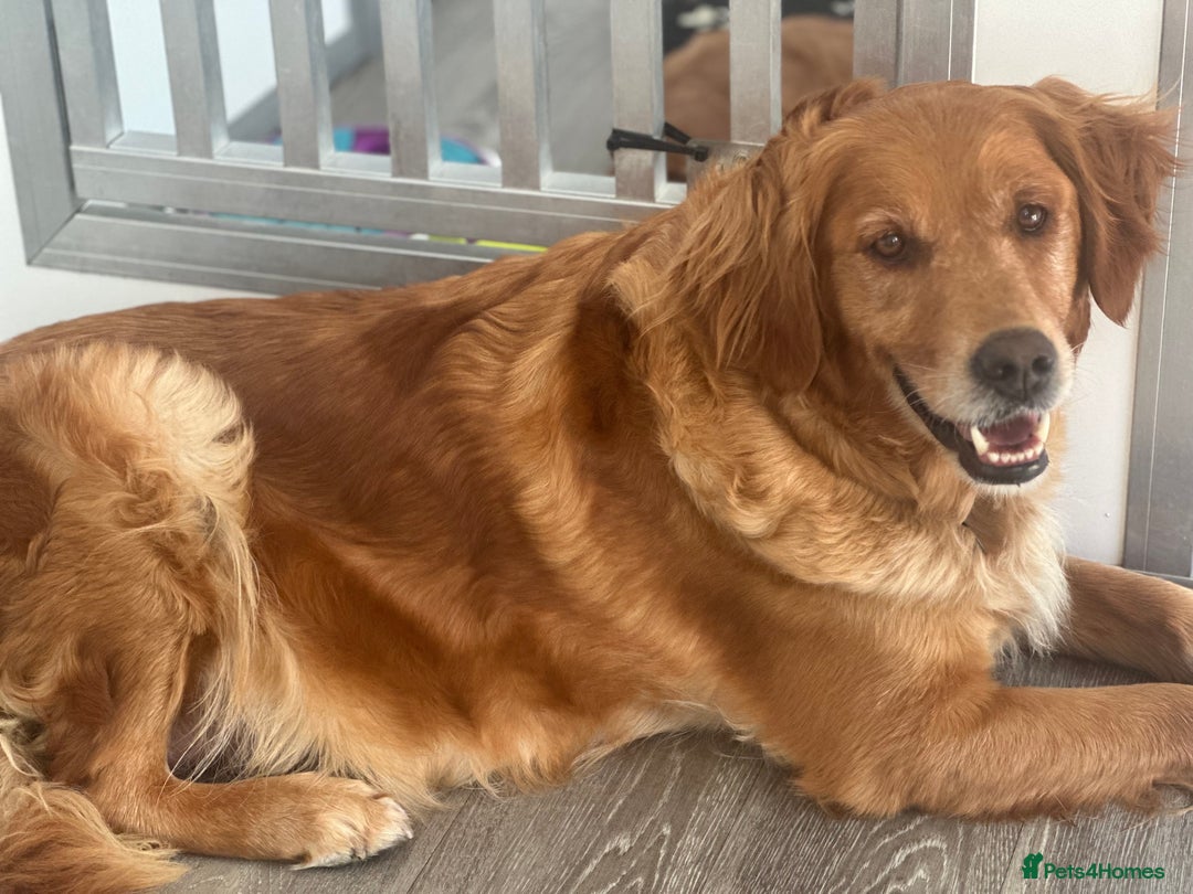 Irish Setter dogs for sale: Rare Golden Irish litter - Image 31
