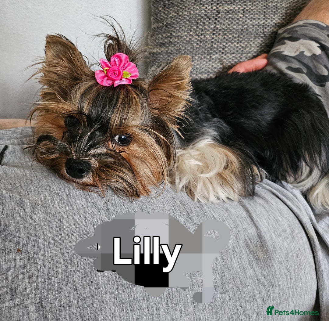 Yorkshire Terrier dogs for sale: Two beautiful Yorkshire Terrier (Biewer) puppies - Advert 3