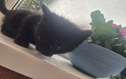 Mixed Breed cats for sale: Playful kittens🥰 - Advert 6