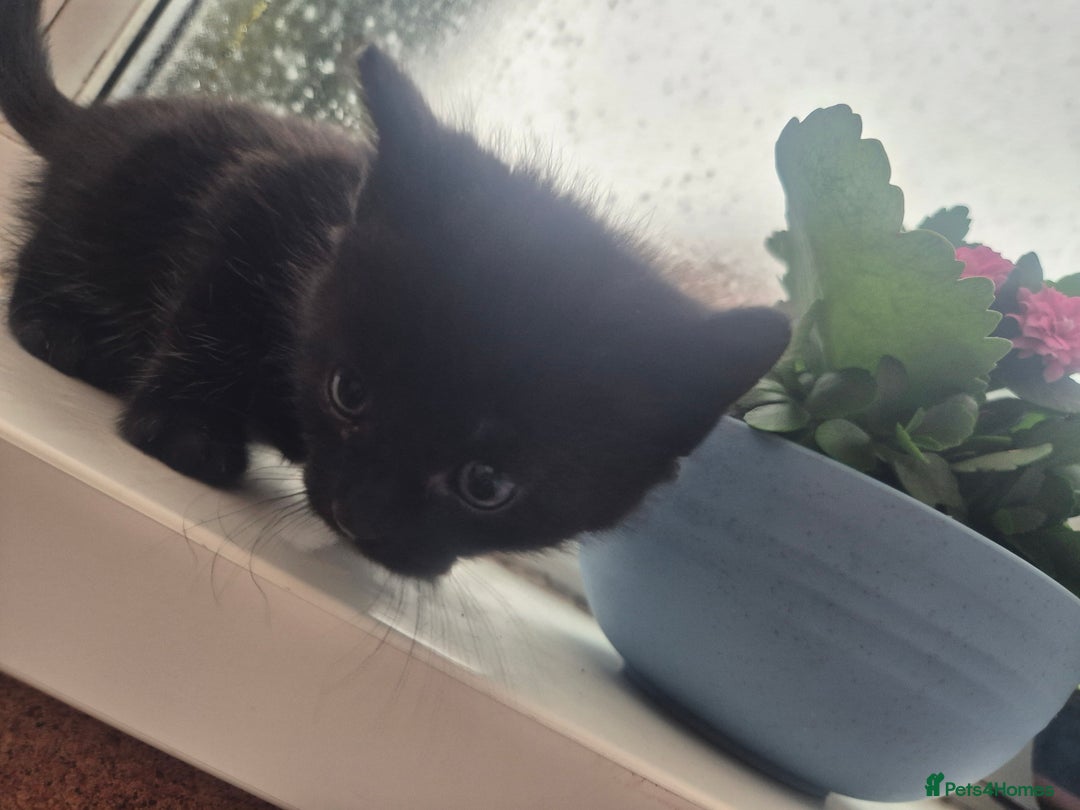 Mixed Breed cats for sale: Playful kittens🥰 - Advert 6