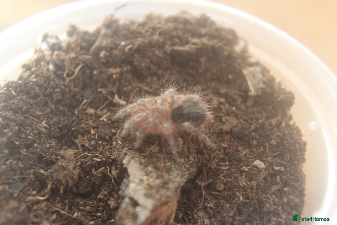 Tarantulas invertebrates for sale: Grammostola pulchripes - Advert 1