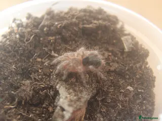 Tarantulas invertebrates Grammostola pulchripes - Advert 7