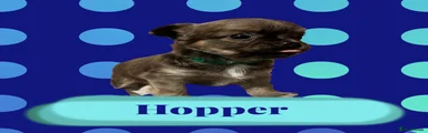 Chihuahua  - Hopper
