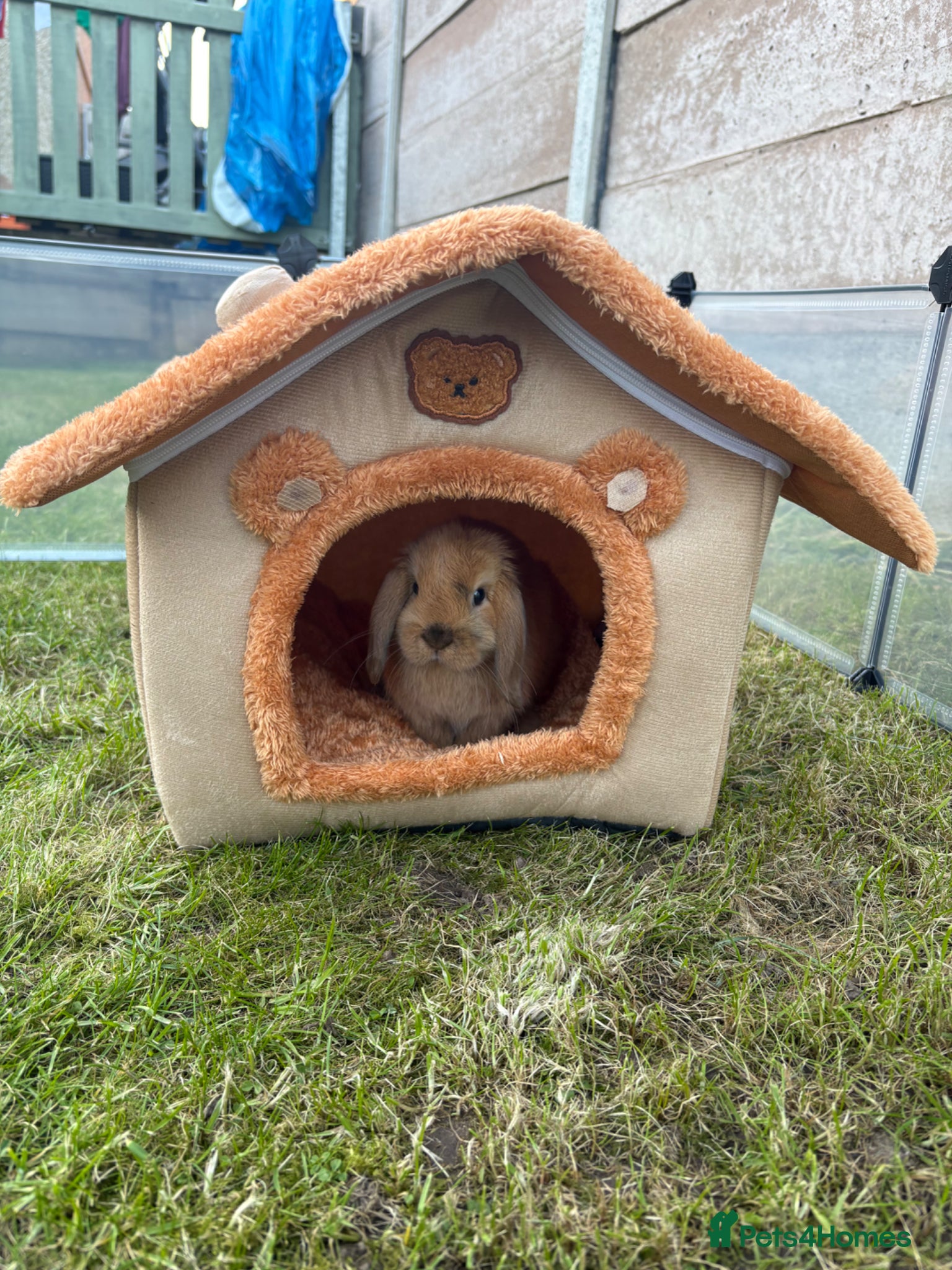 Mini Lop rabbits Mini Lop  - Advert 1