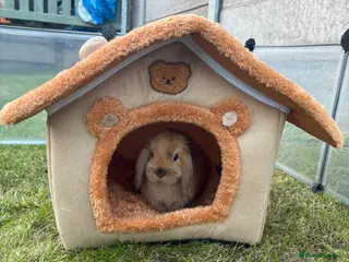 Mini Lop rabbits Mini Lop - Advert 1