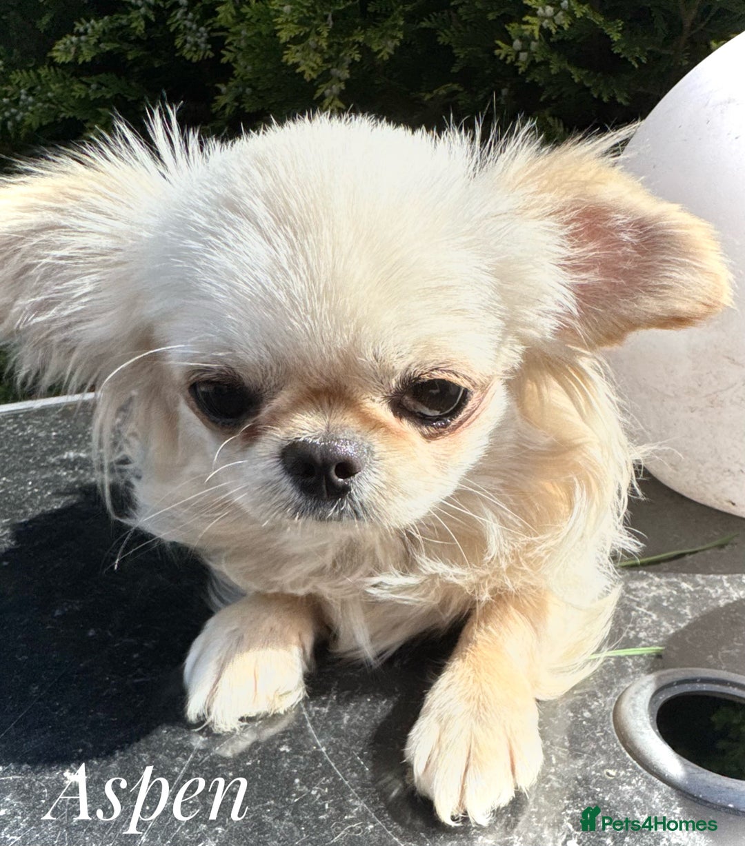 Chihuahua dogs for sale: KC long coat cream chihuahua puppies  - Advert 7