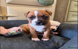 Staffordshire Bull Terrier dogs for sale: Purebred Staffordshire bull terrier puppies - Image 3