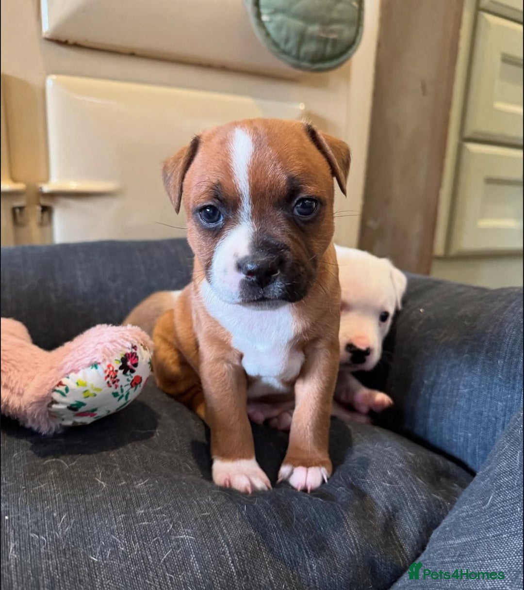 Staffordshire Bull Terrier dogs for sale: Purebred Staffordshire bull terrier puppies - Image 3