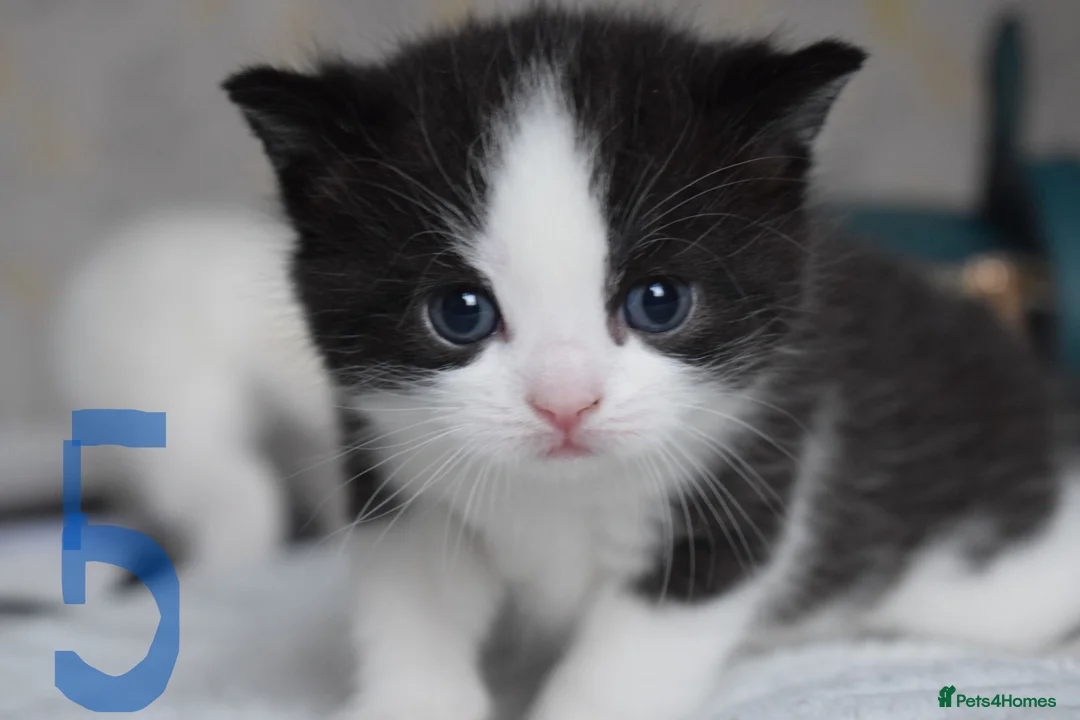 Mixed Breed cats for sale: Fluffy half ragdoll kittens available for sale - Advert 18