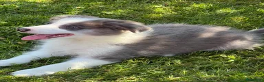 Blue Merle boy 2