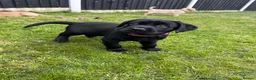 Labrador Retriever dogs for sale: Ready now! Female black Labrador - Advert 4
