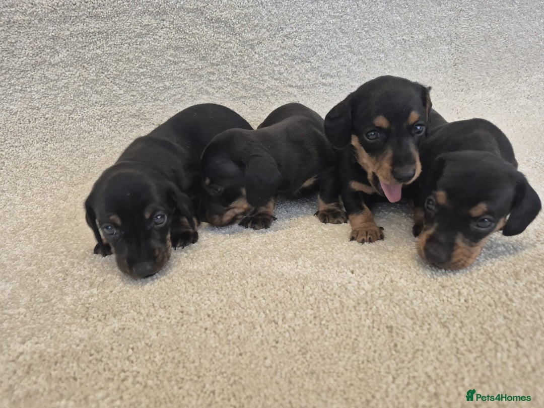 Dachshund dogs for sale: BEAUTIFUL MINI DACSHUNDS - Image 17