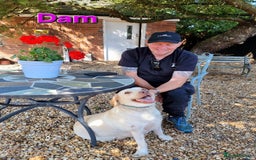Labrador Retriever dogs for sale: Beautiful Chocolate Labrador Puppies. - Image 12
