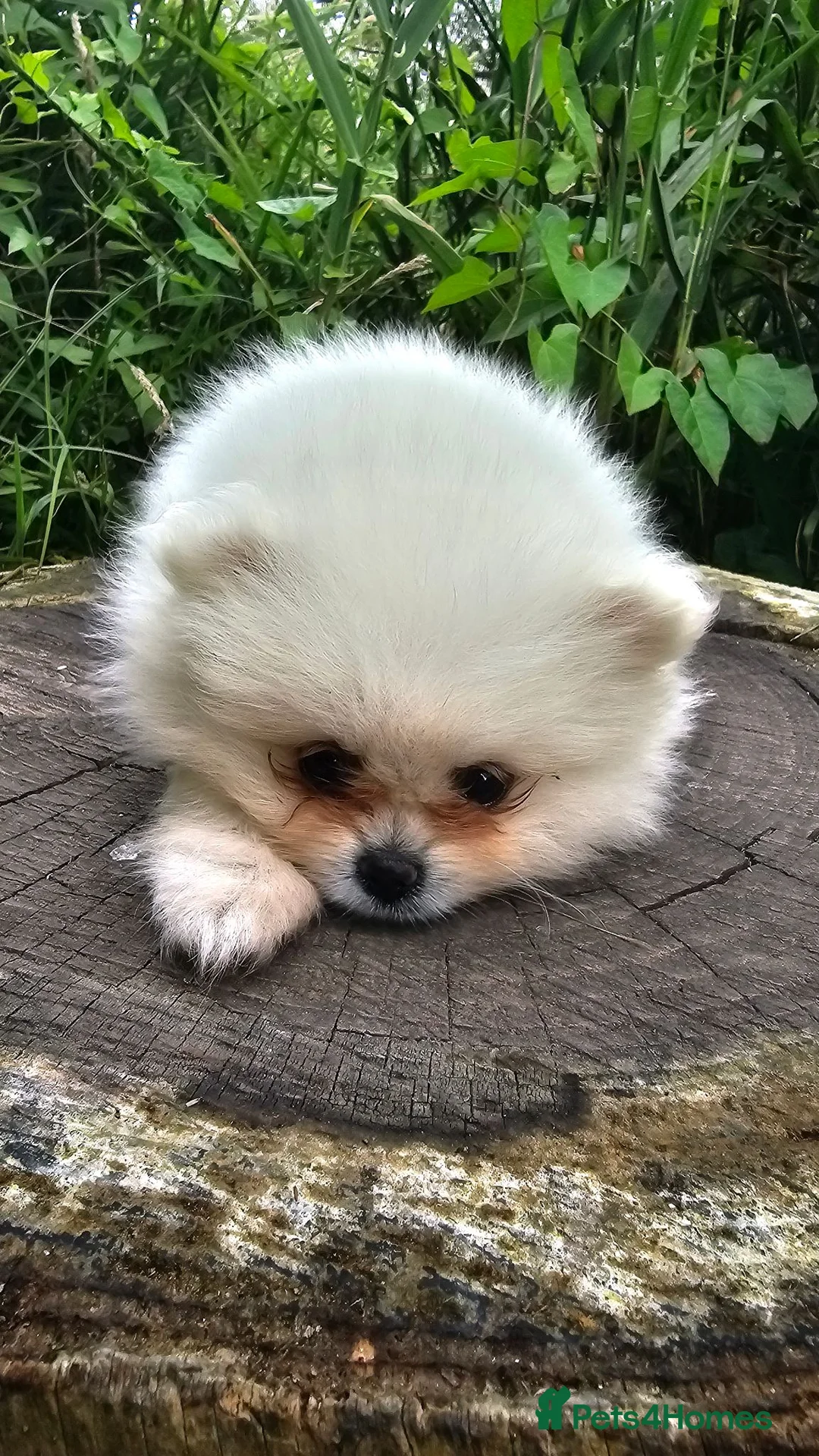 Pomeranian dogs for sale: Stunning Pomeranian Pups (teddy bear) in Berkhamsted - Advert 1