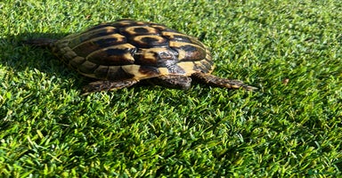 Tortoise reptiles - Advert 6