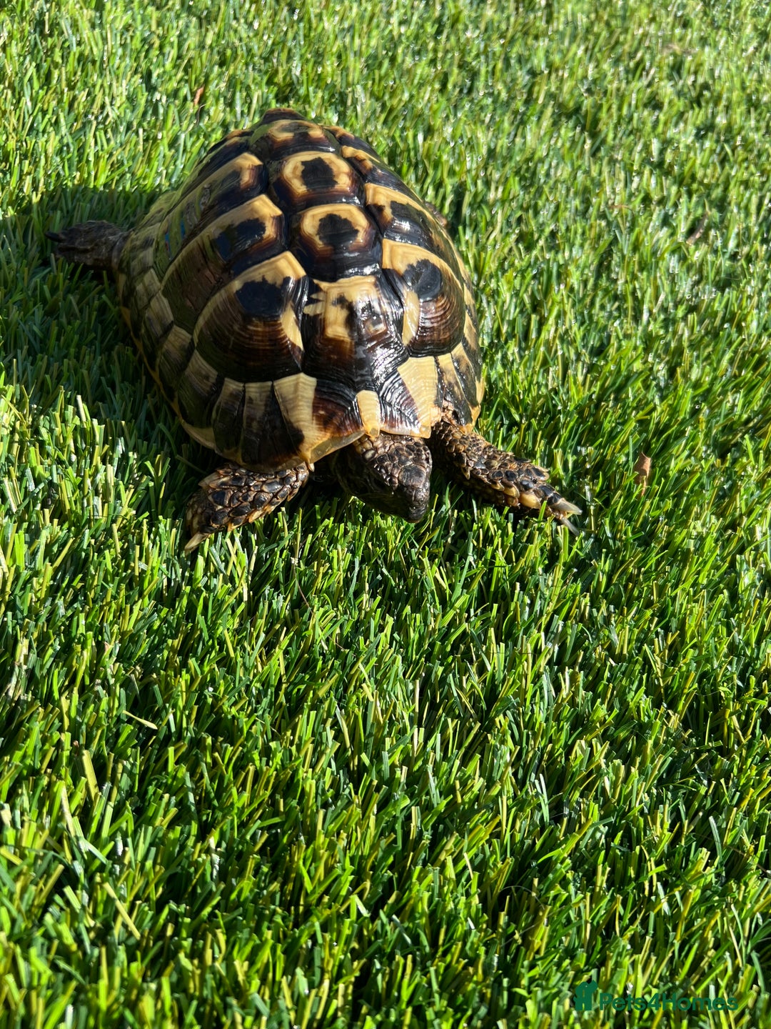 Tortoise reptiles for sale: Red foot and Herman’s  - Image 2