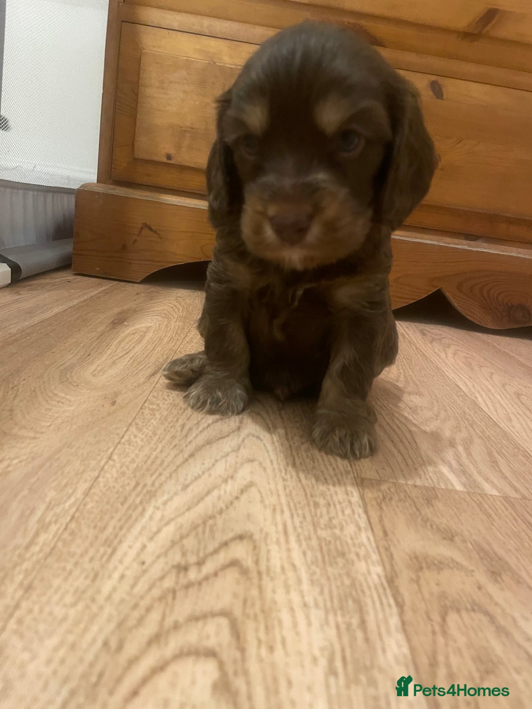 Cavapoo dogs for sale: Beautiful cavapoo puppies  - Image 7