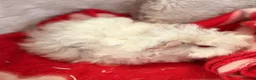 Guinea Pig rodents for sale: LOVELY BABY GUINEA PIGS - Advert 11