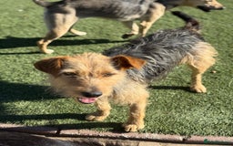 Mixed Breed dogs for adoption: Sweet Trixie Needs LOVE - Image 6