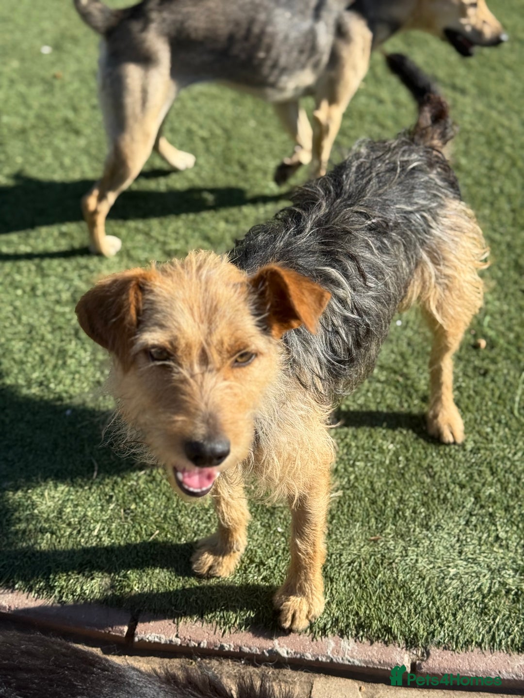Mixed Breed dogs for adoption: Sweet Trixie Needs LOVE - Image 6