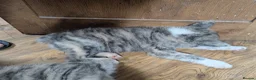 Japanese Akita Inu dogs for sale: Akita puppies pedigree for forever loving homes - Advert 6