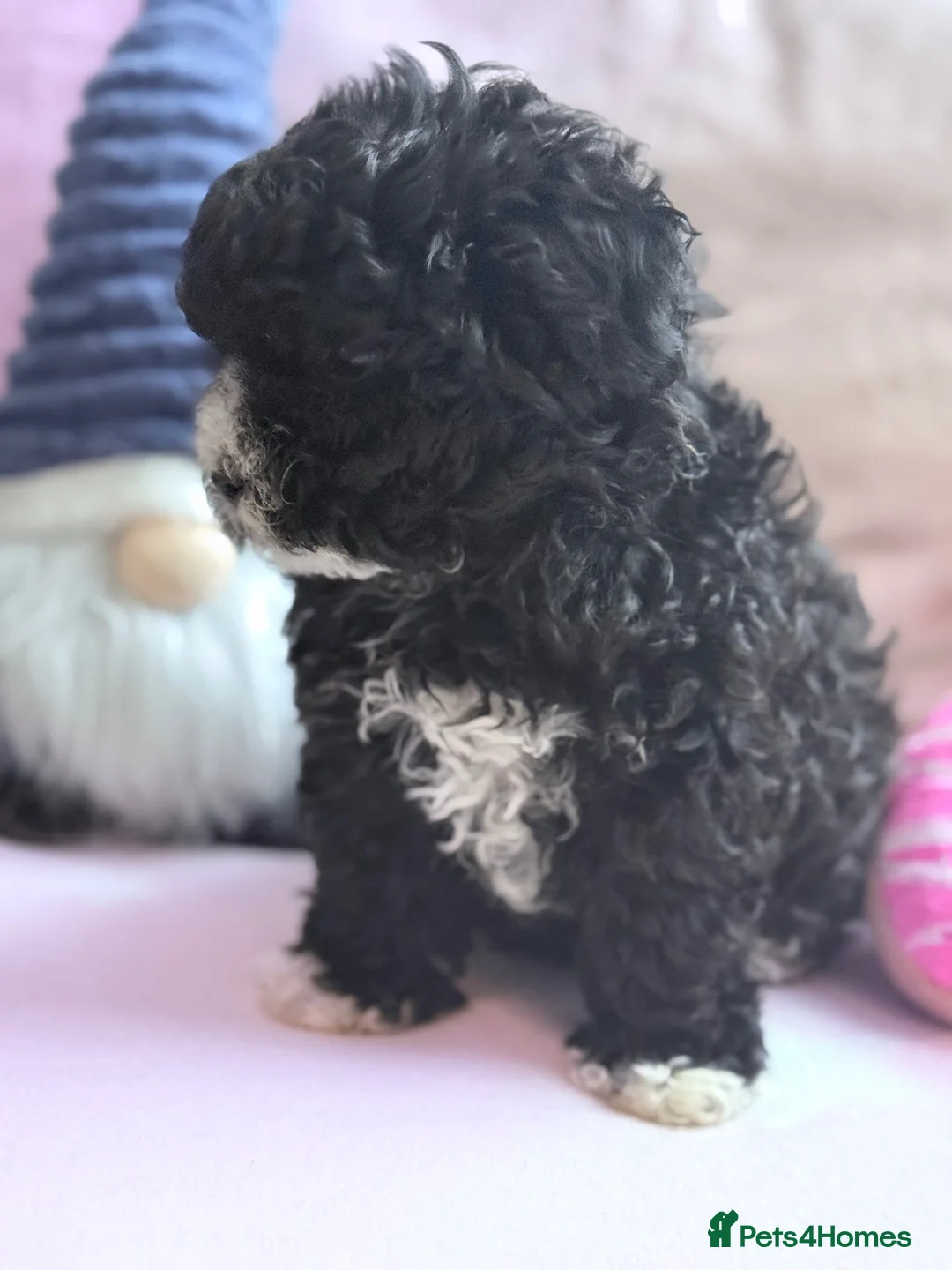 Maltipoo dogs for sale: 💖Maltipoo Baby Girl 💖 - Advert 2