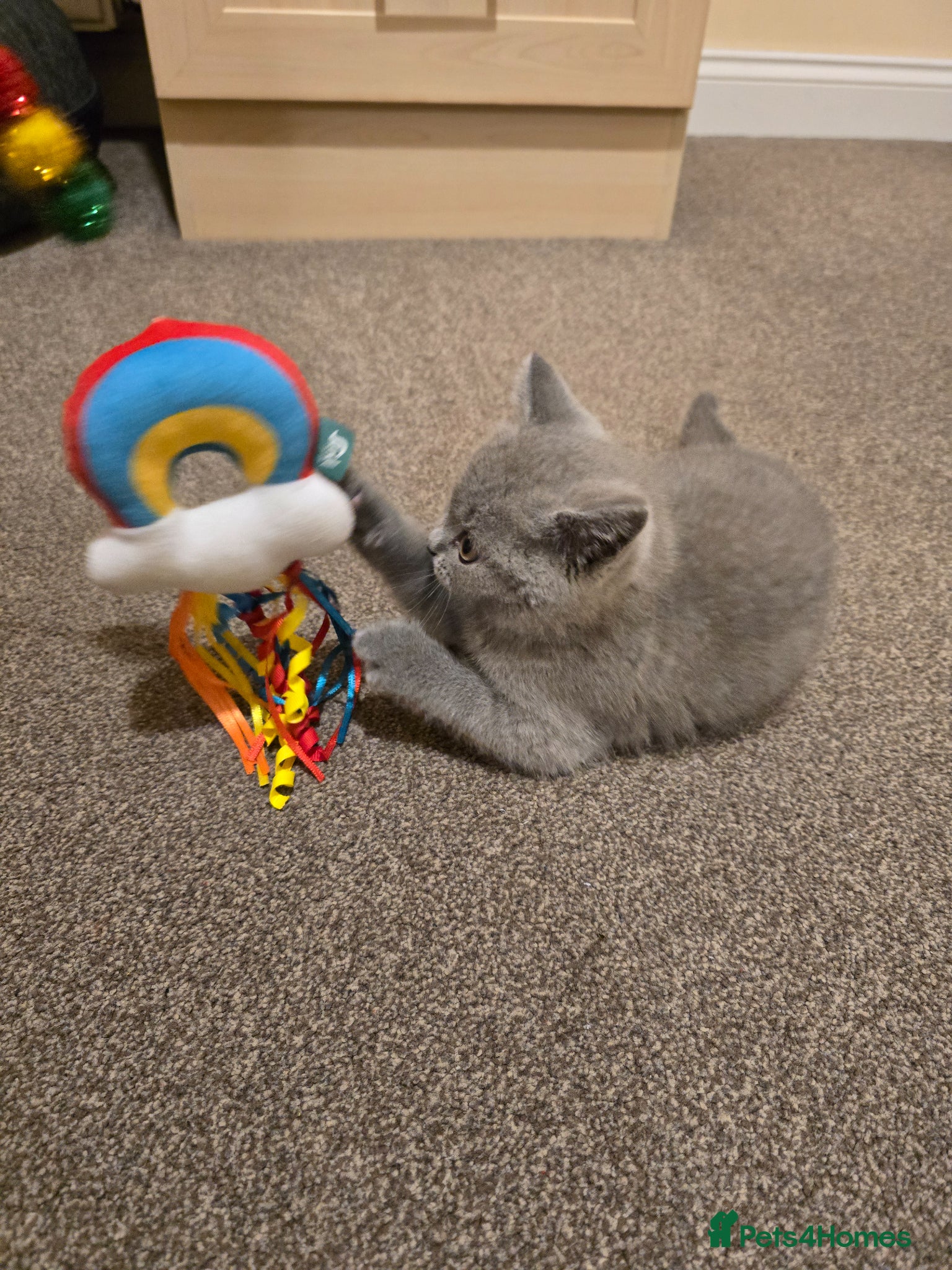 British Shorthair cats for sale: Adorable British shorthair kitten - Advert 4