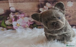 French Bulldog dogs for sale: Welcome to the Fluffy Crew 🥰 - Advert 34