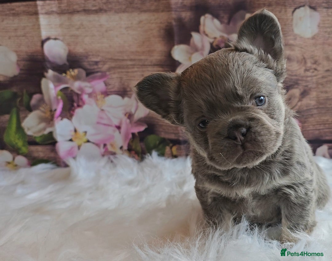 French Bulldog dogs for sale: Welcome to the Fluffy Crew 🥰 - Advert 34