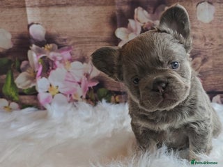 French Bulldog dogs Welcome to the Full Fluffy Crew. NO PAYMENT PLANS! - Advert 16