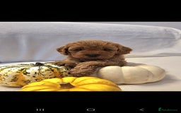 Cavapoo dogs for sale: Cavapoos f1 - Image 4