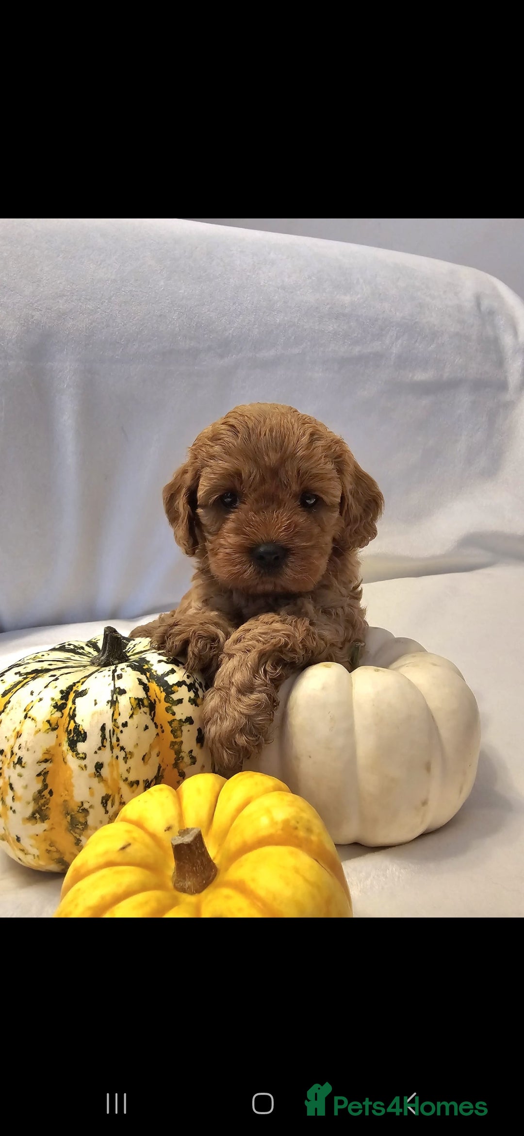 Cavapoo dogs for sale: Cavapoos f1 - Image 4