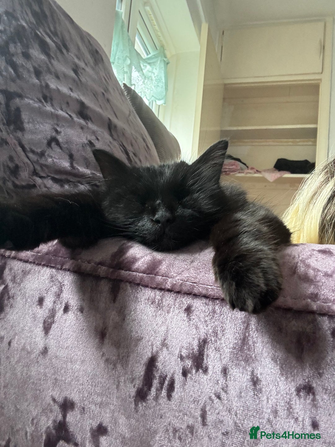 British Longhair cats for sale: reluctant to rehome - Advert 5