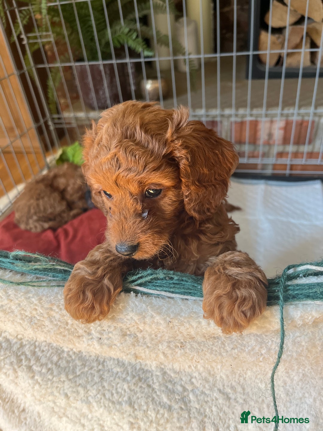 Cavapoo dogs for sale: 7 adorable puppies for sale 5 girls 2 boys  - Image 15