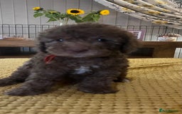 Cockapoo dogs for sale: Cockapoo puppies  - Image 16