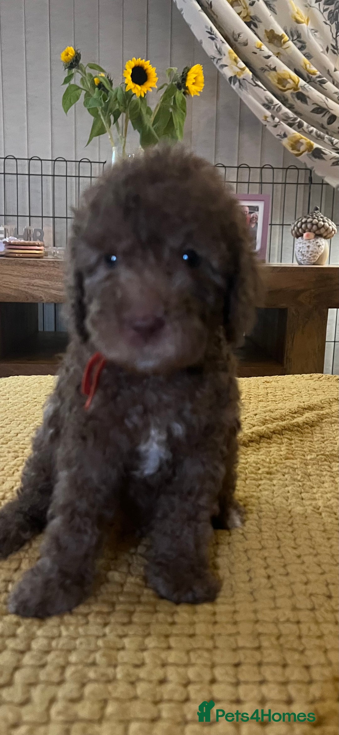 Cockapoo dogs for sale: Cockapoo puppies  - Image 16