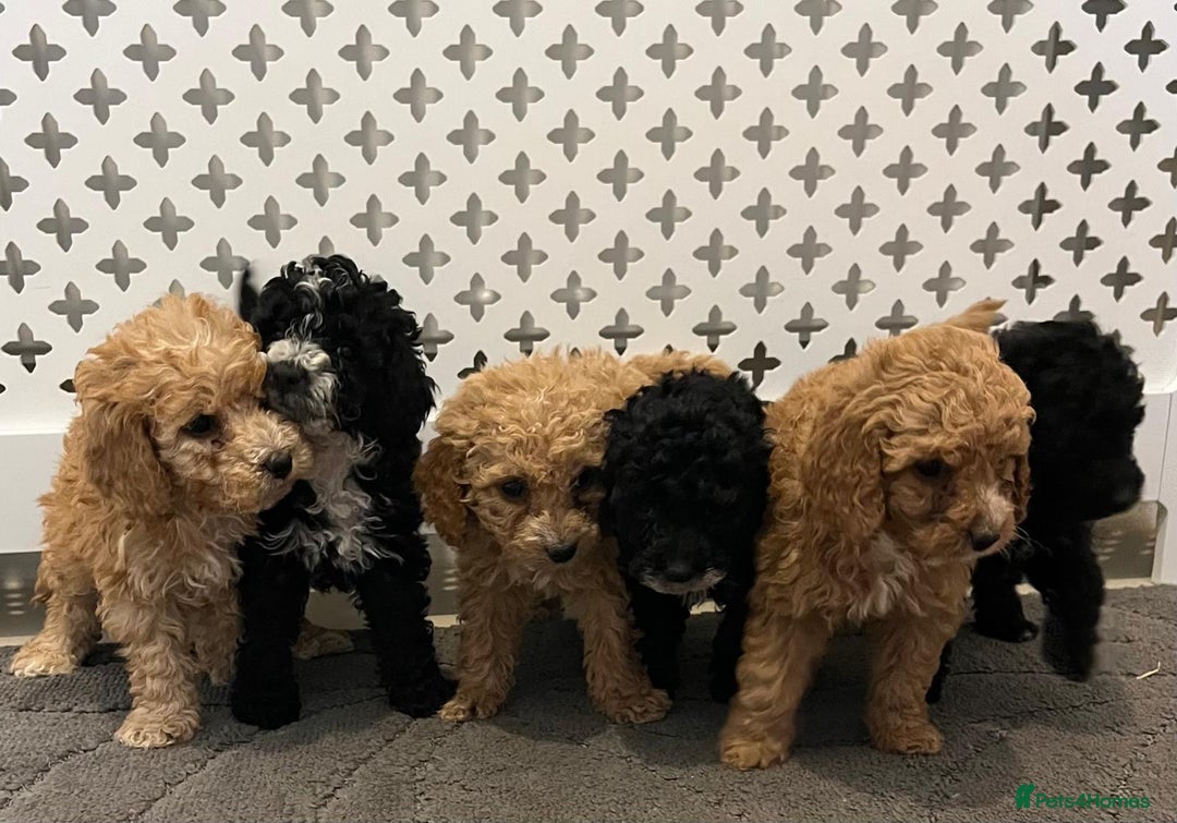 Cockapoo dogs for sale: Cockapoo F1B - Image 17